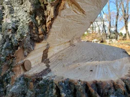 plate cut w penny.webp