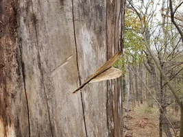 plate cut starter dry tulip top.webp