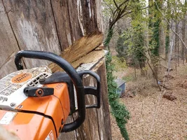 plate cut whittle tulip.webp