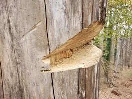 plate tulip cut before cleaning tulip.webp