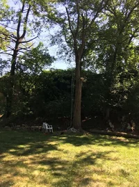 Oak back yard.webp