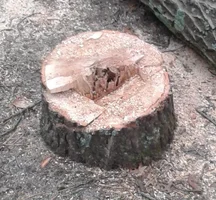 arborist injured stump photo cropped and enlarged.webp