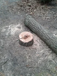 arborist injured stump photo.webp