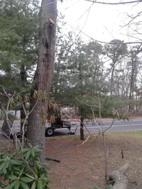 arborist injured stump photo1.webp
