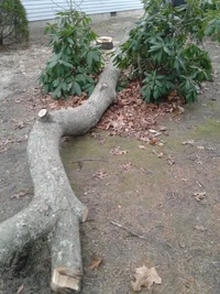 arborist injured stump photo2.webp