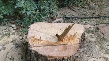 irregular hinge.webp