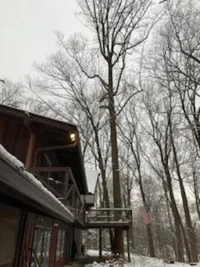 big tukip through deck.webp