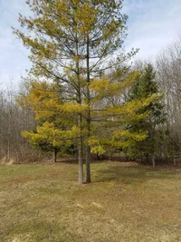 White Pine Both Trees.webp