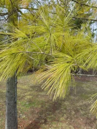 White Pine Branch.webp