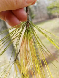 White Pine Needle closeup.webp