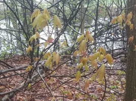fallen maple in seed.webp