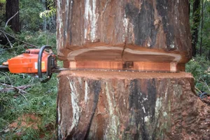 DSC_0215 copy 2.webp