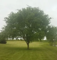 bluffton park tree.webp