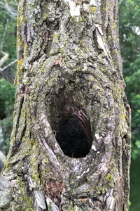 IMG_20190702_1018333 (1).webp