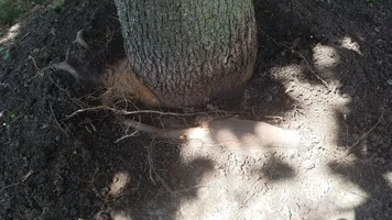 Maple Tree Girdling Root2.webp