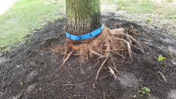 Maple Tree Girdling Root3a.webp
