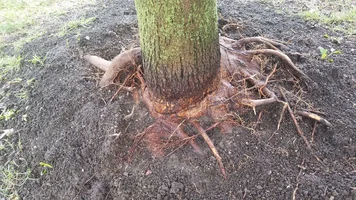 Maple Tree Girdling Root11.webp