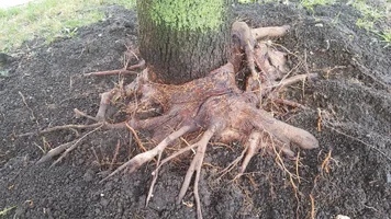 Maple Tree Girdling Root13.webp