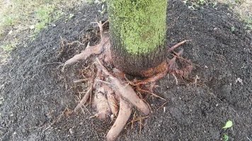 Maple Tree Girdling Root18.webp