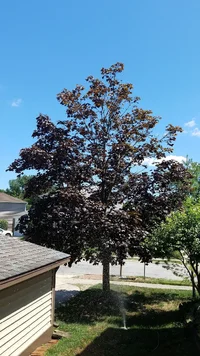 Maple Thinning Canopy.webp