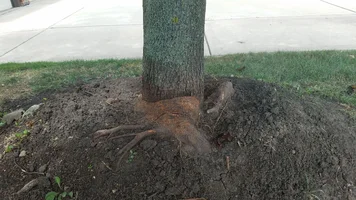 Maple Tree Girdling Root6c.webp