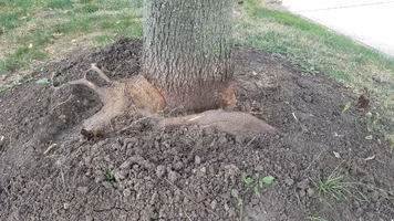 Maple Tree Girdling Root6d.webp