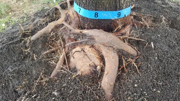 Maple Tree Girdling Root8a.webp