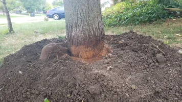 Maple Tree Girdling Root1.webp