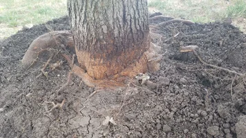 Maple Tree Girdling Root1a.webp