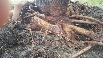 Maple Tree Girdling Root1d.webp