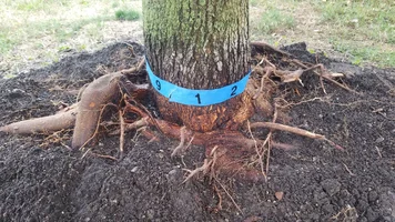 Maple Tree Girdling Root1b.webp
