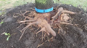 Maple Tree Girdling Root6a.webp