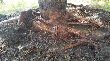 Maple Tree Girdling Root1c.webp