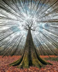 Fantastic tree photo.webp