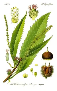 Illustration-of-Sweet-chestnut-plant.webp