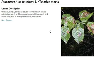 A tataricum.webp