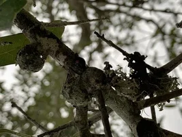 5E60C39C-AFB6-4D80-A373-62F84023B4C4.webp 5E60C39C-AFB6-4D80-A373-62F84023B4C4.webp