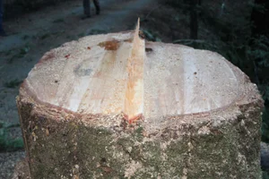 IMG_5417 copy 2.webp