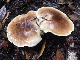 IMG_1900.webp IMG_1900.webp