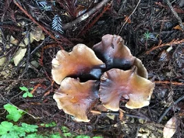 IMG_1883.webp IMG_1883.webp