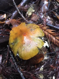 IMG_1901.webp IMG_1901.webp