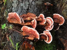 IMG_1888.webp IMG_1888.webp