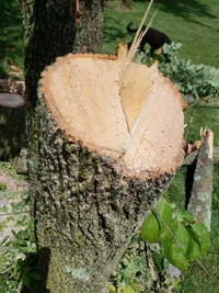 tapered hinge ash.webp