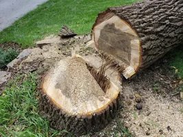 tapered hinge walnut.webp