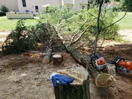 swing dutch locust.webp