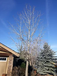 Sweet gum 1.webp Sweet gum 1.webp