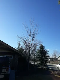 Sweet gum after.webp Sweet gum after.webp