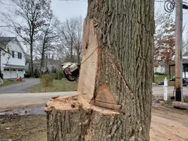 short bar  on co-dom white oak.webp