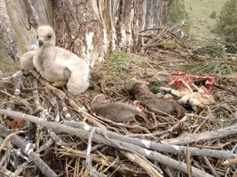 GHO_remains in eagle nest_8553.jpg