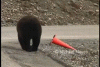 Just a bear doing his civic duty. - Imgur.gif